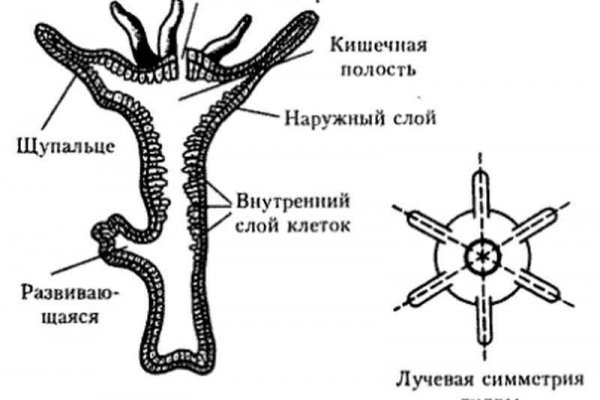 Кракен без тора