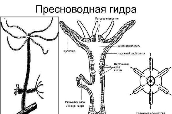 Почему не работает кракен сегодня